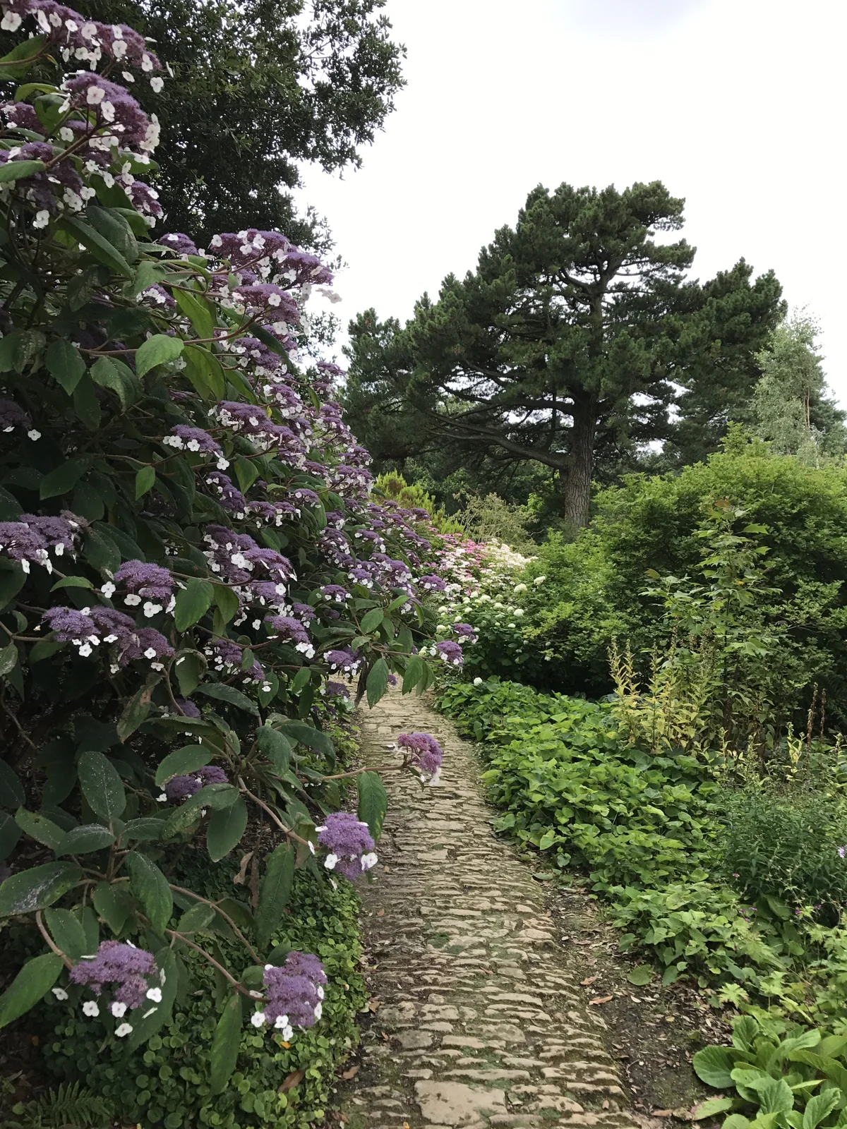A garden path winding through dense green planting and purple flowers
